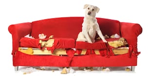 Algunas travesuras pueden ser señales de aburrimiento, estrés o ansiedad. Si tu perro rompe o muerde objetos con frecuencia, conviene identificar qué está provocando esa mala conducta. Foto: Istock