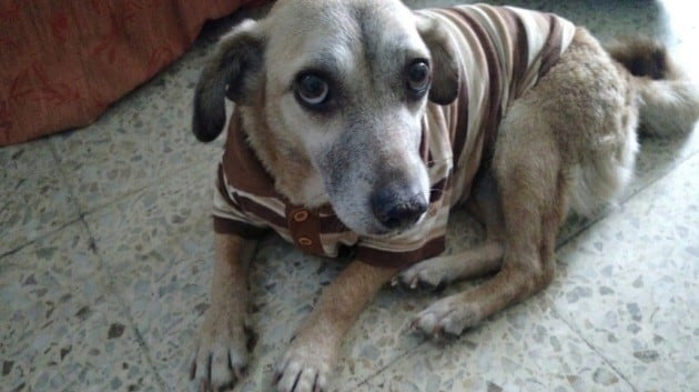 CANELA.