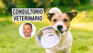 Cuando tu perro come sin parar: las causas detrás de este comportamiento canino