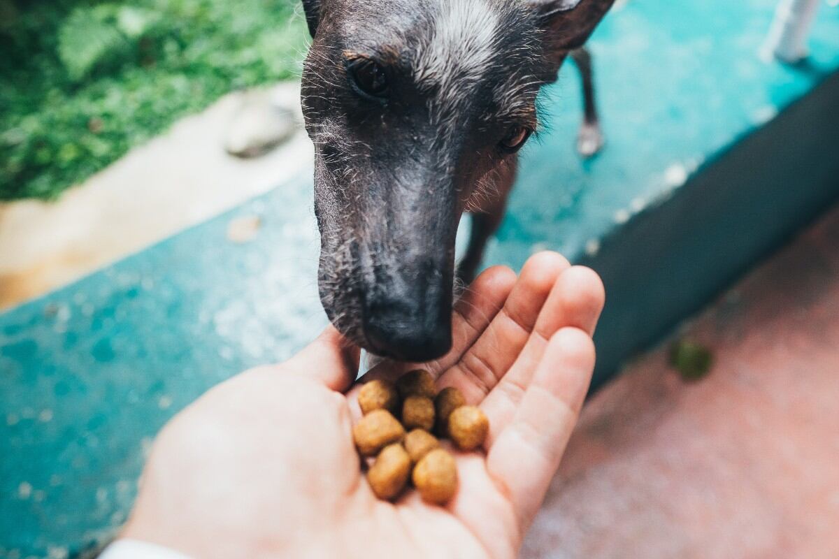 Elige el alimento que cubra las necesidades de tu perro. (Foto: Pexels)