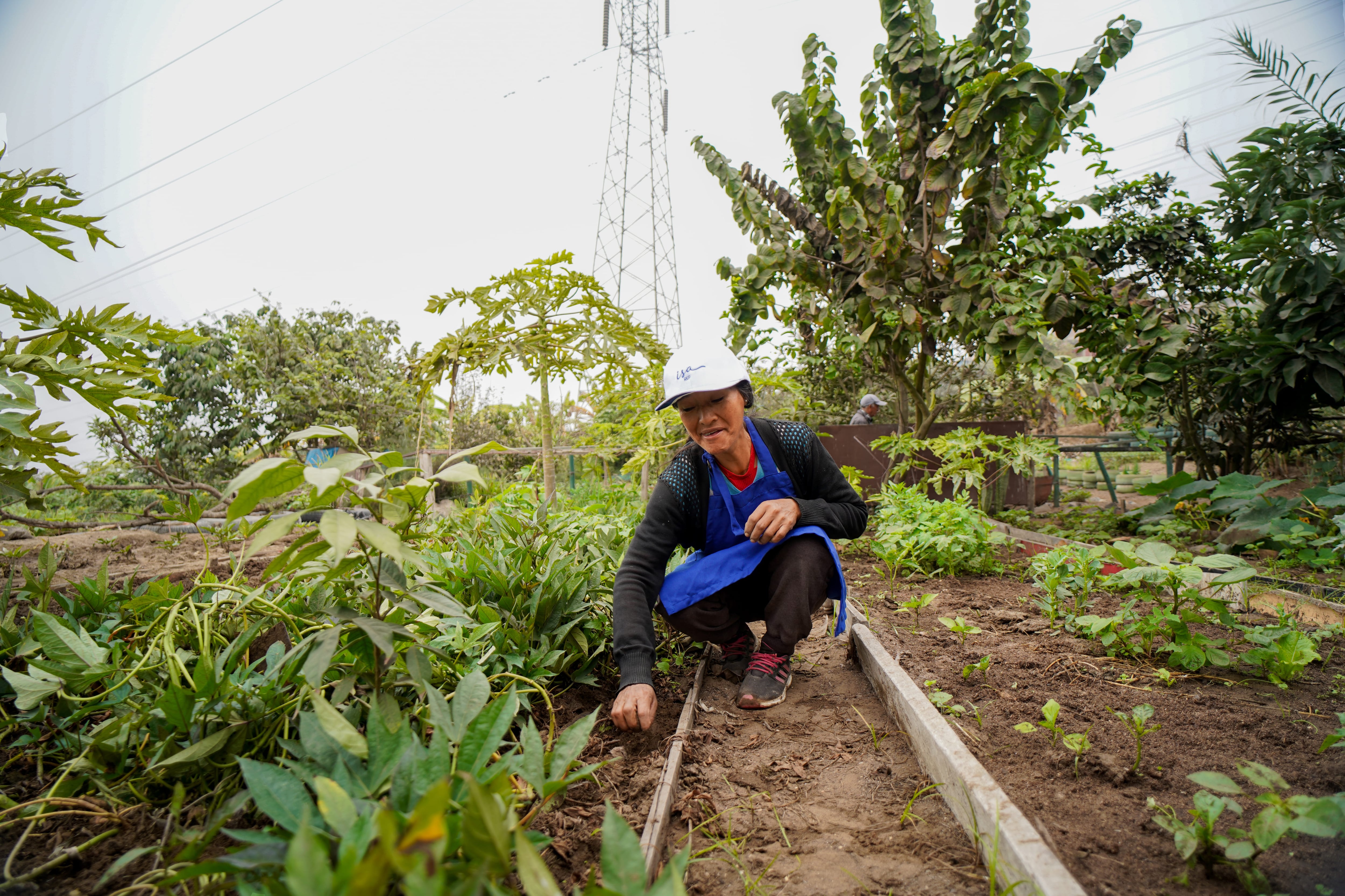 Familias de Lima Sur aprovechan espacios debajo de torres de altas tensión para sembrar y cultivar