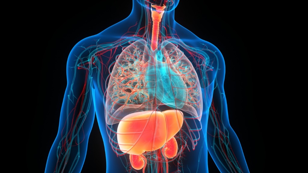 Órganos del cuerpo humano. Foto: ¡Stock.