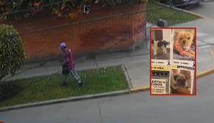 Cámaras captan a hombre que habría envenenado a varias mascotas en San Isidro