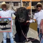 ¡Hecho inaudito en Arequipa! Hombre va a votar con su toro de 900 kilos en la segunda vuelta