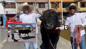 ¡Hecho inaudito en Arequipa! Hombre va a votar con su toro de 900 kilos en la segunda vuelta