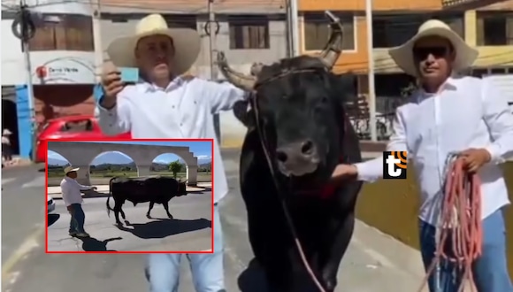 TROME - ¡Hecho inaudito en Arequipa! Hombre va a votar con su toro de 900 kilos en la segunda vuelta