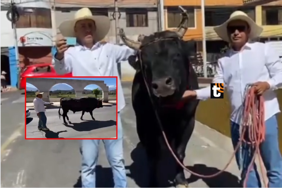 Agricultor llegó a votar a colegio en Arequipa acompañado de su toro de 900 kilos durante la segunda vuelta.