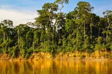 Mundo Escolar: ¿Qué hace único al Parque Nacional del Manu?
