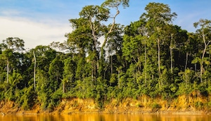 Mundo Escolar: ¿Qué hace único al Parque Nacional del Manu?