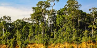 Mundo Escolar: ¿Qué hace único al Parque Nacional del Manu?