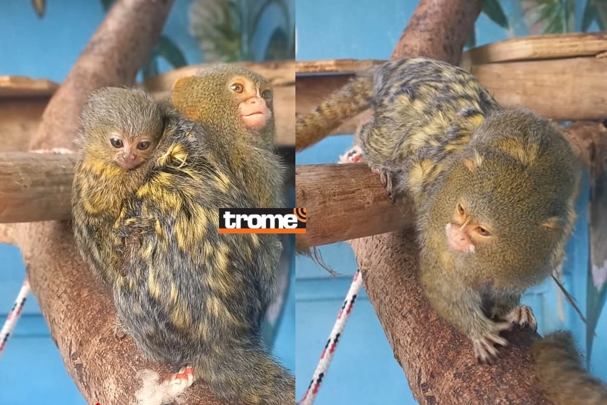 Nuevas crías de animalitos alegran aún más el recinto y el público ya puede visitarlos. (I. Medina / Compos. Trome)