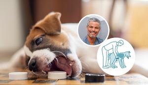 ¿Sabías que puedes salvar a tu perro con la maniobra de Heimlich? Lee la columna del veterinario Pancho Cavero