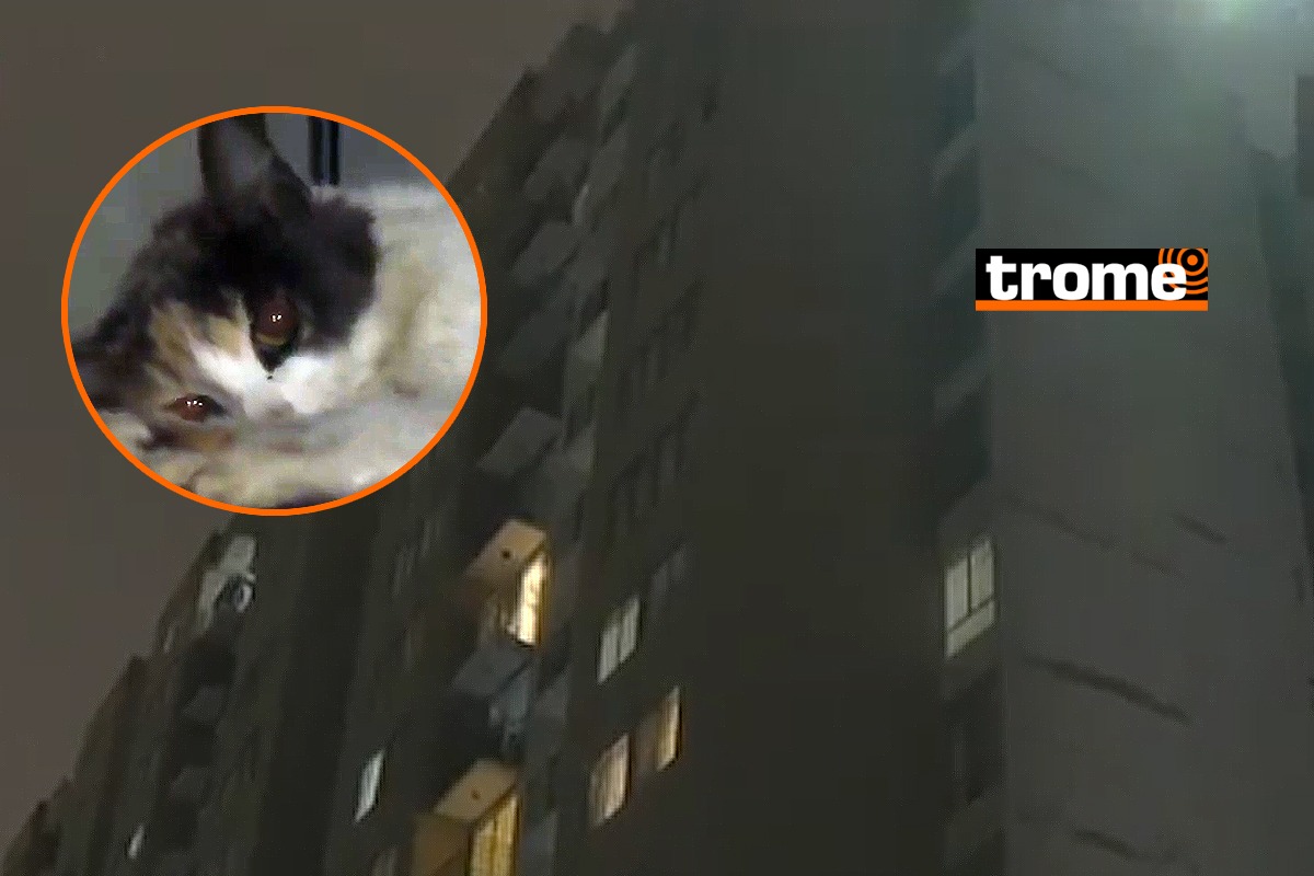 La gatita sufrió graves lesiones y aún no se sabe quién fue la persona que la tiró desde la azotea del edificio.
