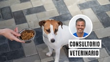 Cuando el estrés afecta a tu mascota: señales que no debes ignorar