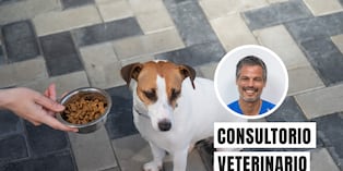 El estrés afecta a los perros tanto a nivel físico como emocional. Puede debilitar su sistema inmunológico, alterar su sistema digestivo (provocando diarrea o vómitos) y causar comportamientos destructivos o repetitivos. Foto: composición/Istock