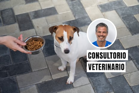 Cuando el estrés afecta a tu mascota: señales que no debes ignorar