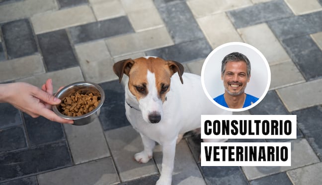 El estrés afecta a los perros tanto a nivel físico como emocional. Puede debilitar su sistema inmunológico, alterar su sistema digestivo (provocando diarrea o vómitos) y causar comportamientos destructivos o repetitivos. Foto: composición/Istock