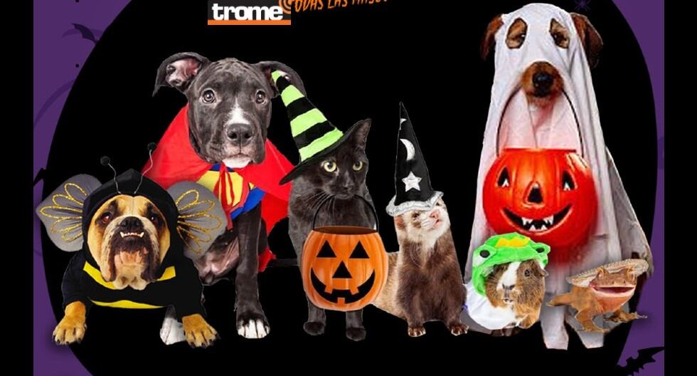 Mascotas disfrazadas participarán del 'Canoween criollo' . (Trome)