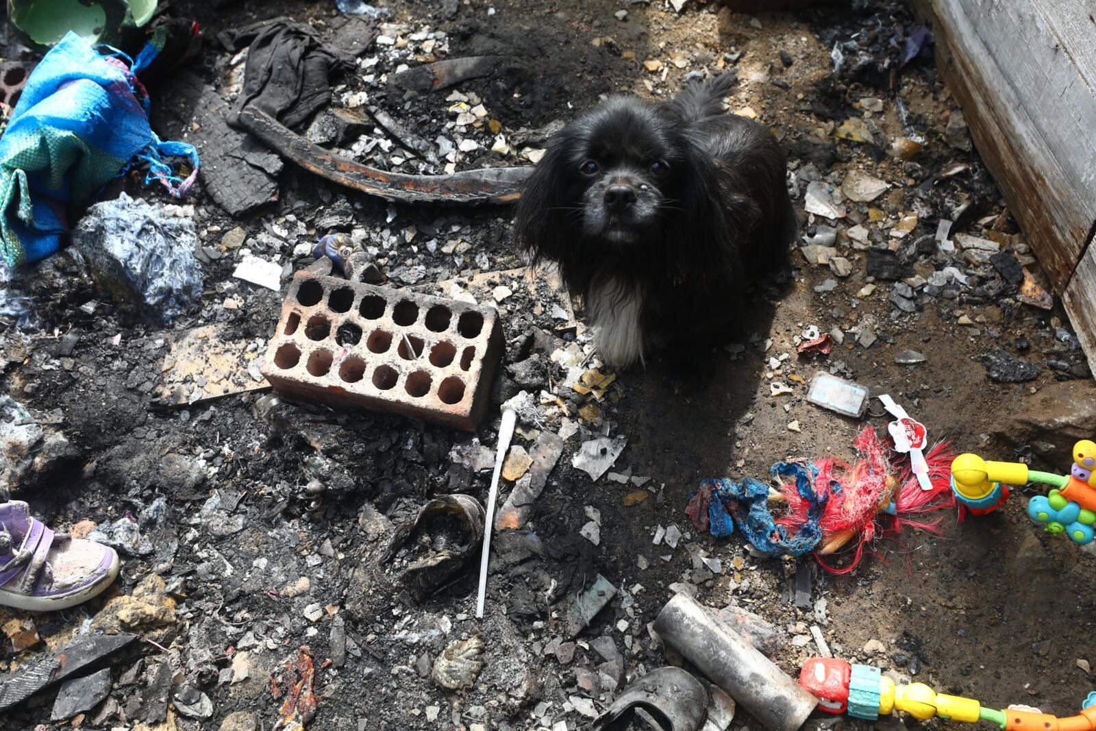 'Limber', el perrito que se salvó junto a 'Negro'. | Foto: Gonzalo Córdova