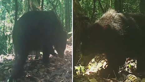 Inédito: primeras imágenes del oso de anteojos en Amazonas