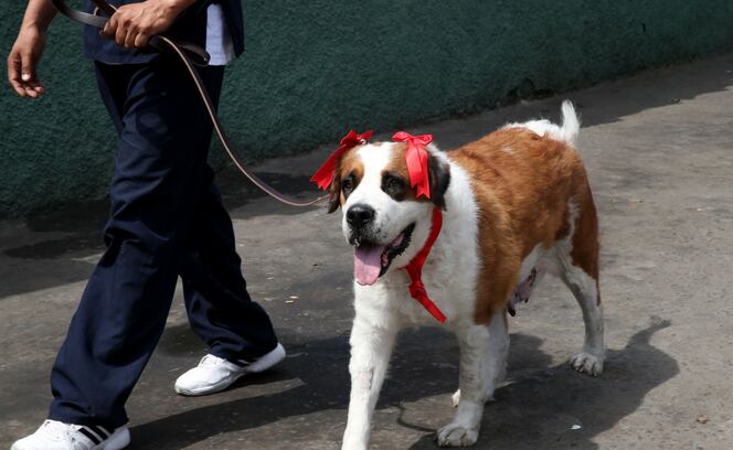 Si bien, la intervención trae consigo muchas ventajas, su realización dependerá de la edad que tenga tu perrita (Foto: Facebook)