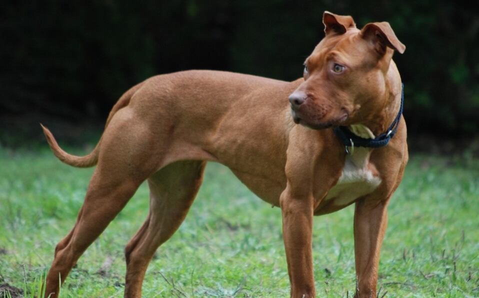 Al igual que los humanos, a cierta edad los perros comienzan a sufrir de algunas enfermedades como la pérdida de visión, el atrofio de sus articulaciones y el mal funcionamiento de algunos de sus órganos internos (Foto: pixabay)