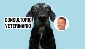 Consejos para cuidar a tu perro viejito: claves para mantener su salud y bienestar