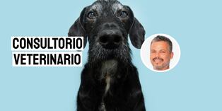 Sigue estos cuidados si tu perro ya está viejito. Foto: composición/Istock