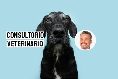 Consejos para cuidar a tu perro viejito: claves para mantener su salud y bienestar