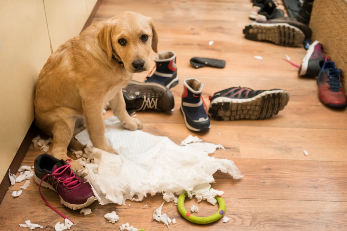 Una de las señales de estrés crónico en tu perro es la irritabilidad, un comportamiento que muchas veces se confunde con mala conducta. Foto: Istock.