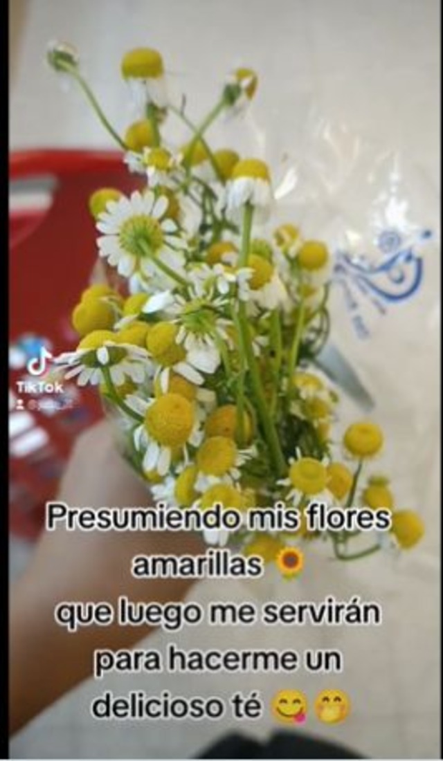 TROME | Los memes más divertidos sobre las flores amarillas y Floricienta. (Fotos: Twitter)