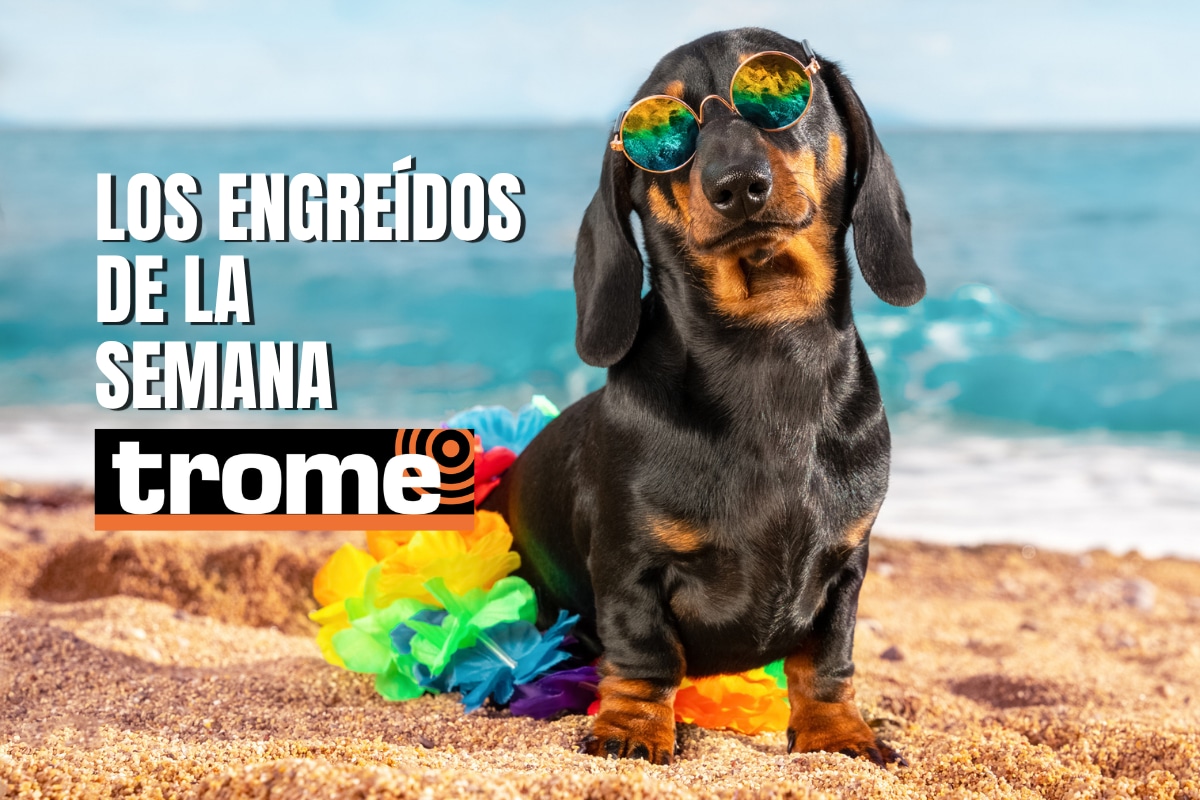¿Crees que tu mascota tiene el carisma para aparecer en esta galería? Descubre cómo participar y mostrar su lado más adorable. Foto: Istock.