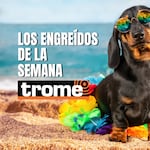 ¡Patitas famosas! Conoce a las mascotas que conquistan corazones en Trome