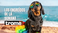 ¡Patitas famosas! Conoce a las mascotas que conquistan corazones en Trome