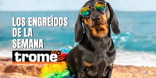 ¿Crees que tu mascota tiene el carisma para aparecer en esta galería? Descubre cómo participar y mostrar su lado más adorable. Foto: Istock.
