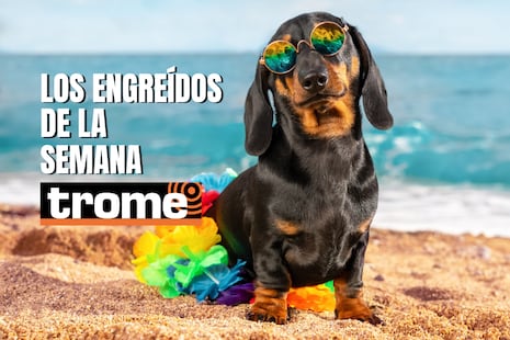¡Patitas famosas! Conoce a las mascotas que conquistan corazones en Trome