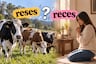Mundo Escolar: ¿Reses o reces? Aprende a diferenciarlas y evita errores al escribir