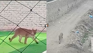 ¡Alarma en Chincha! Puma invade cancha de fulbito, se pasea por las calles y es buscado por la Policía | VIDEO