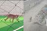 ¡Alarma en Chincha! Puma invade cancha de fulbito, se pasea por las calles y es buscado por la Policía | VIDEO