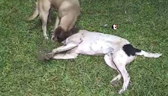 Callao: perritos son envenenados