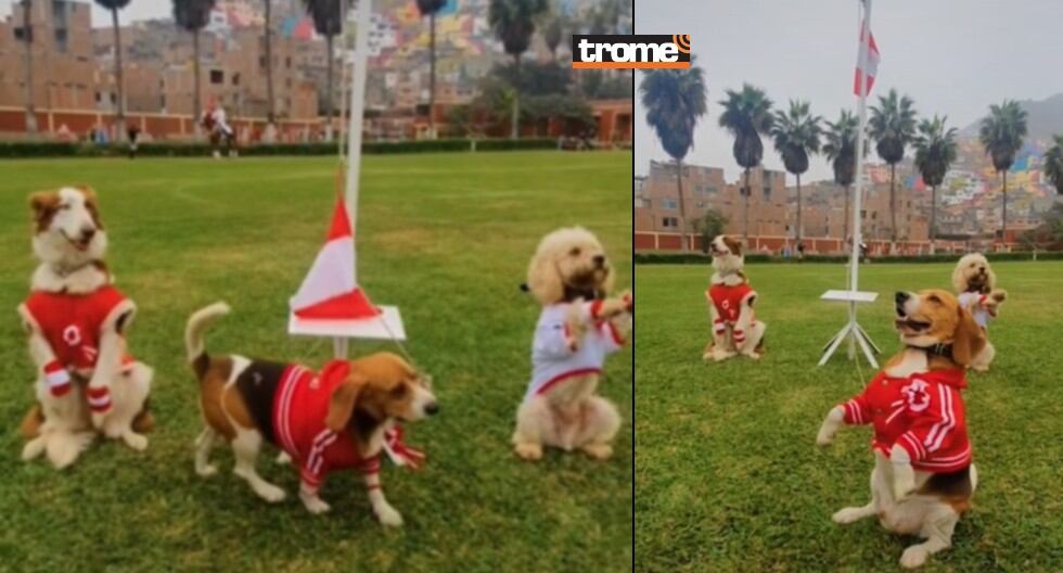 Canes de la policía reciben entrenamiento y se especializan para participar en acciones con sus guías. (Trome)