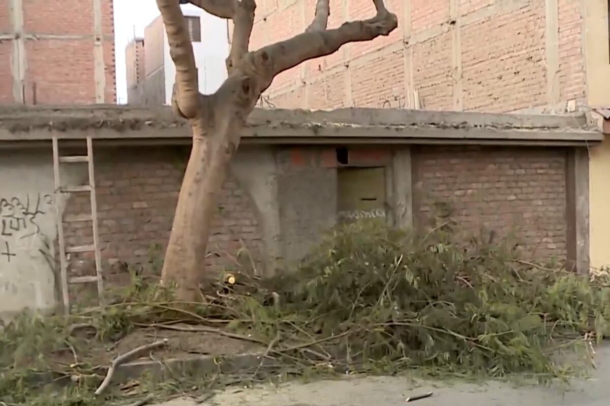 Joven jardinero fallece durante labores de poda en Surco. (Foto: Captura/América Noticias)