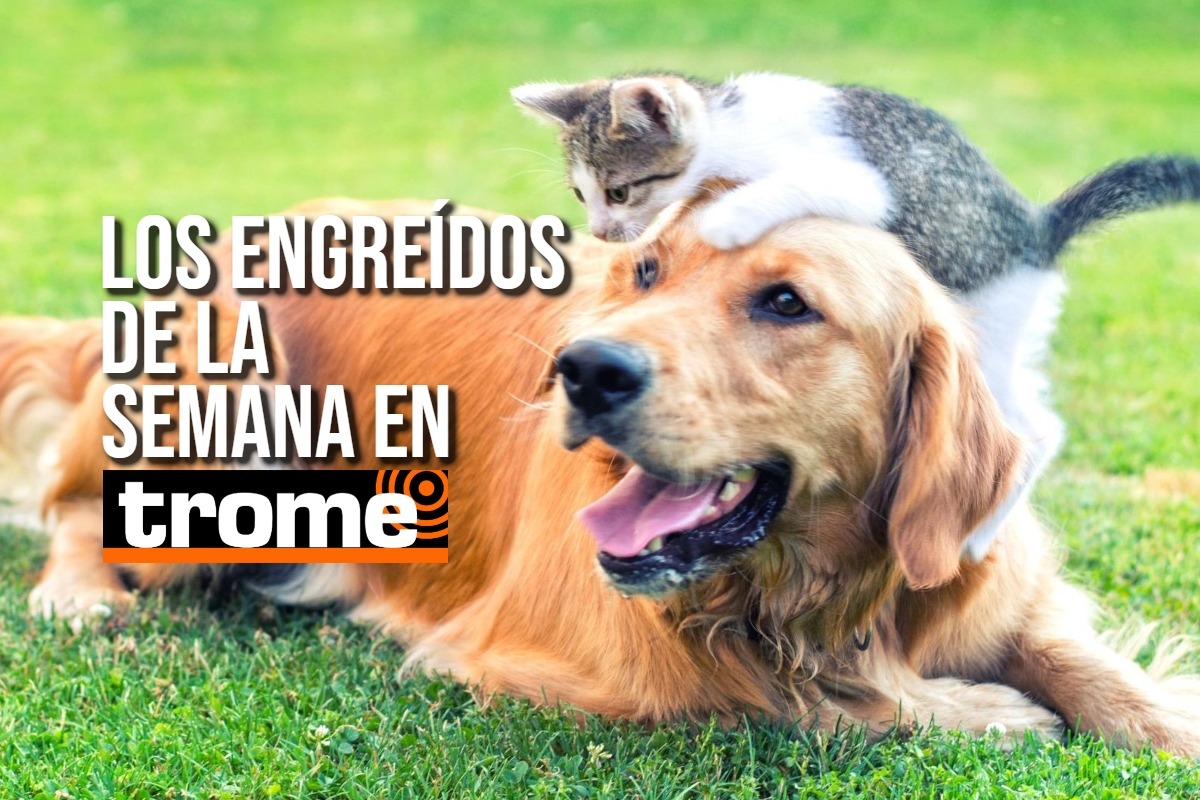 Estos son los engreídos de la semana en Trome. Descubre si tu mascota está en la galería. Foto: Composición Trome.