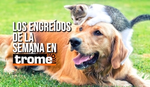 ¡Los perritos y gatitos estrella de esta semana en Trome!