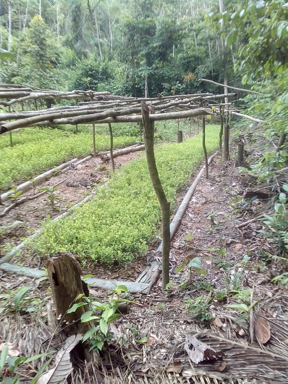El narcotráfico estaría abriéndose paso en Huánuco, denunció un representante de los pueblos indígenas.