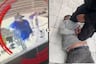 ¡Persecución de película en San Borja! Roban joyas por más de US$24 mil y capturan al chofer que llevaba a los ladrones