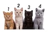 Elige uno de los 4 gatos y descubre características ocultas de tu personalidad