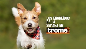 Patas, colitas y mucha actitud: conoce a los engreídos que robaron cámara esta semana