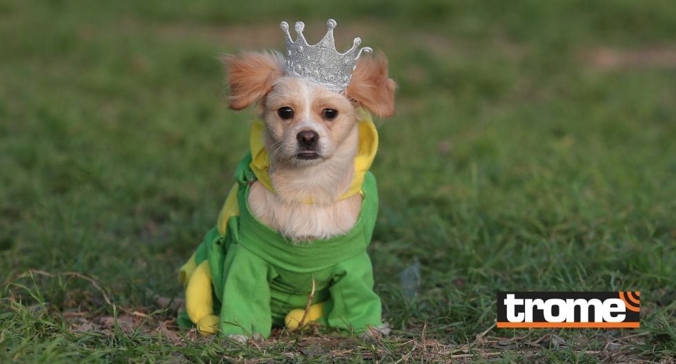 Peluchín es un pequeño cachorro de cuatro meses de edad. (Foto: Trome)