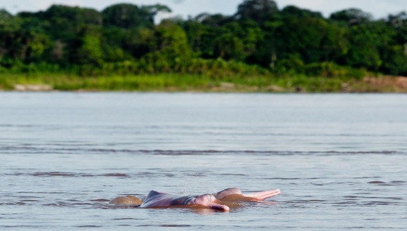 La cuenca amazónica es el mayor sistema de agua dulce del planeta y en ella habitan especies de delfines de río únicas en el mundo.(Foto: USI)